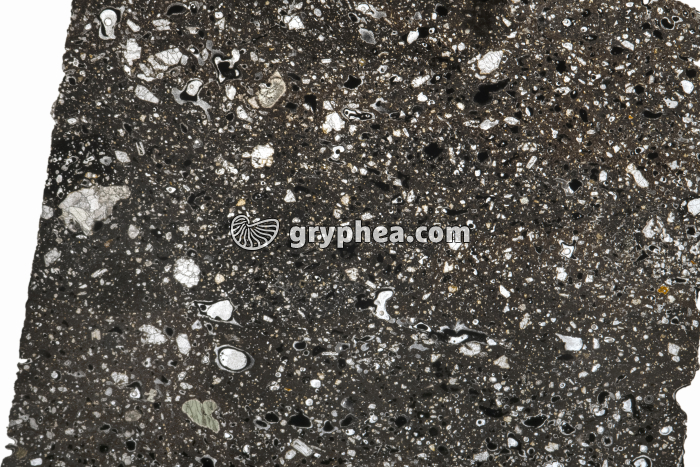 Basalte LPNA x1,5 - gryphea.org